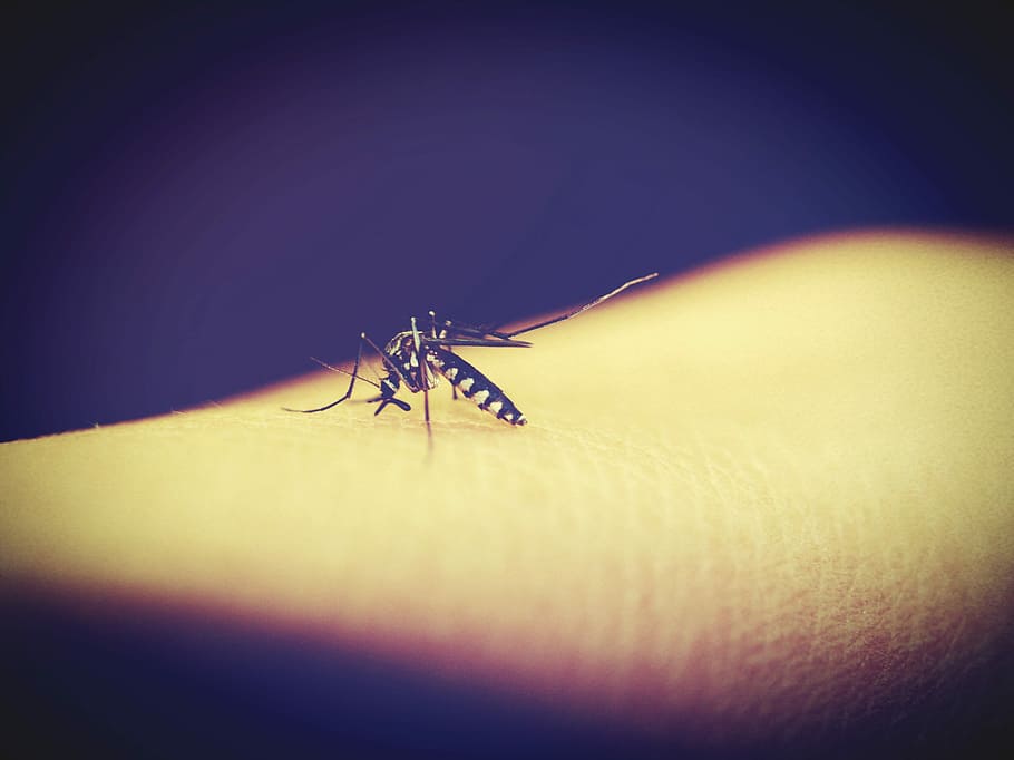 Tretman suzbijanja odraslih formi komaraca na teritoriji opštine Alibunar